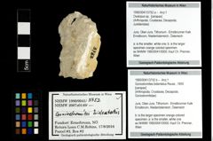 Foto (Objekt + Etiketten) von Goniodromites bidentatus (Reuss, 1859) 